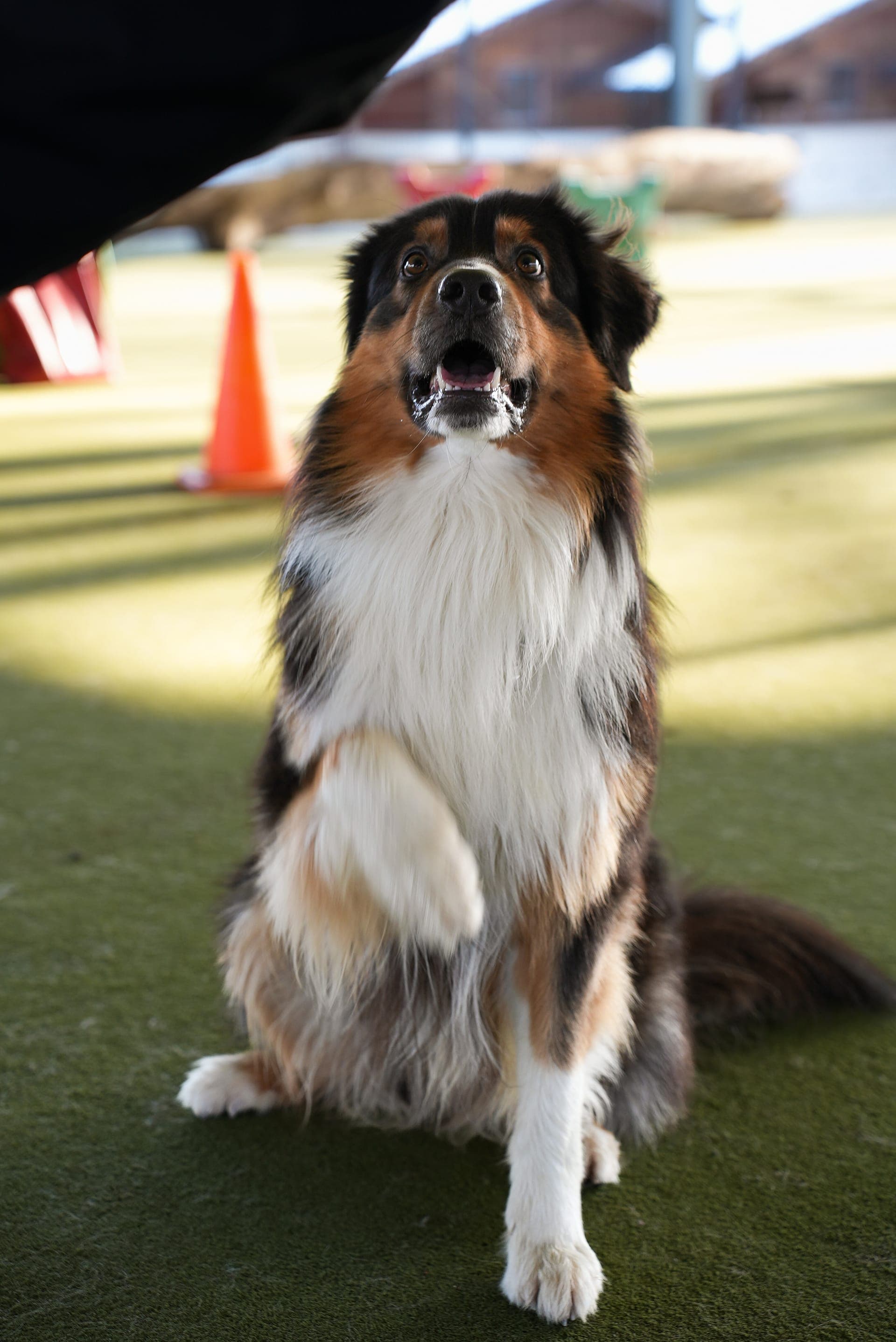 Hund im Gut Feuerschwendt