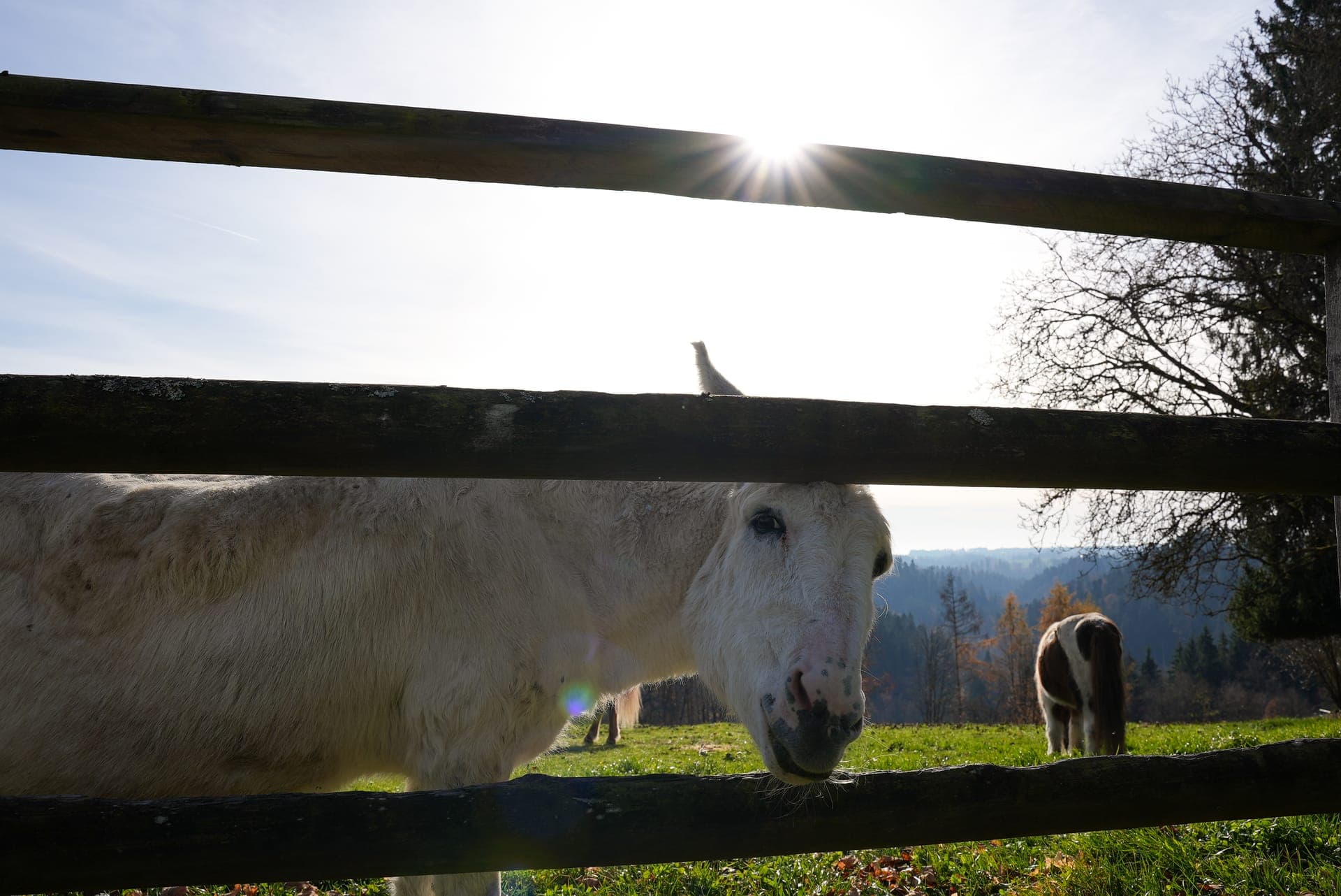 Gemeinsam auf der Koppel