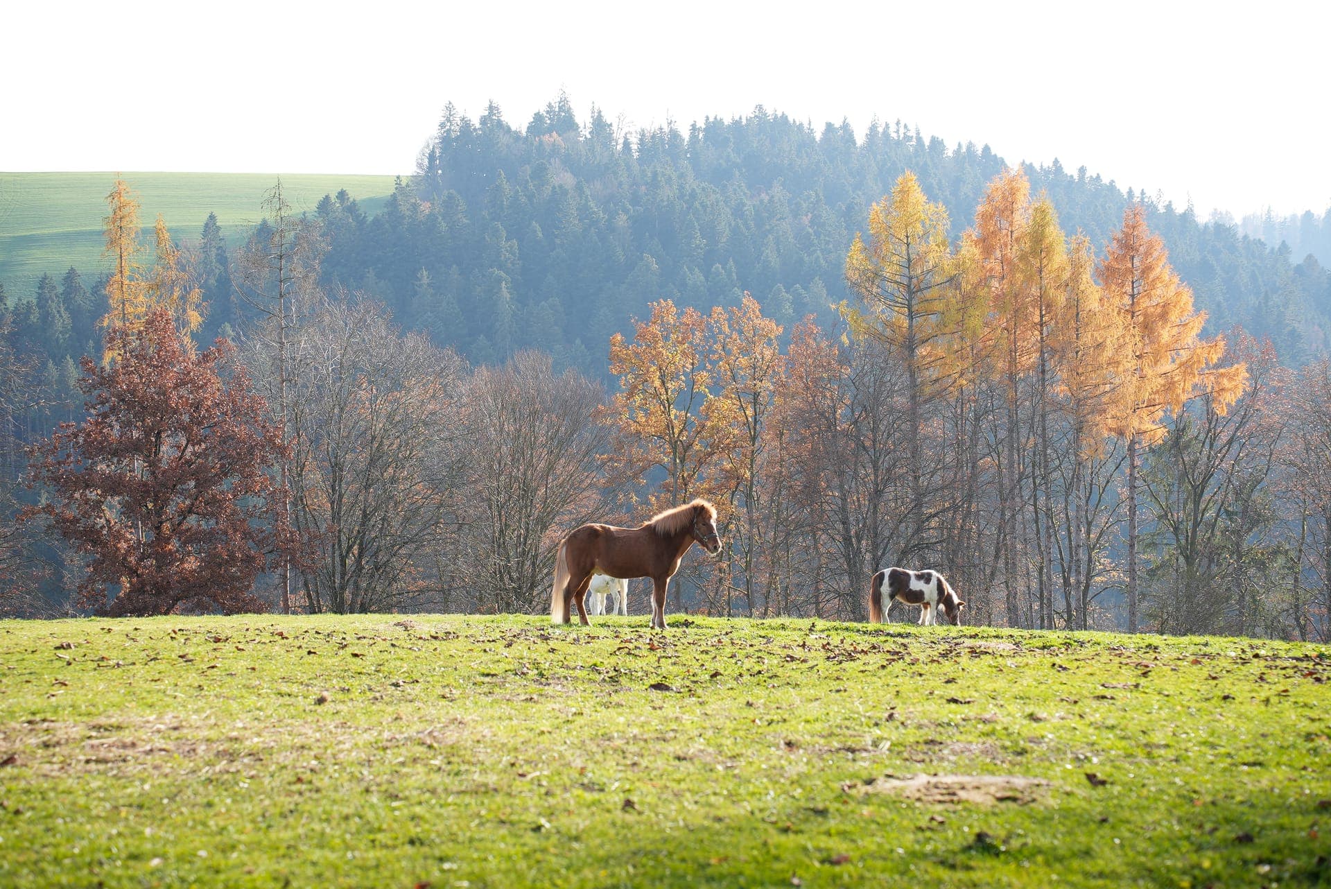 Reiten & Pferde