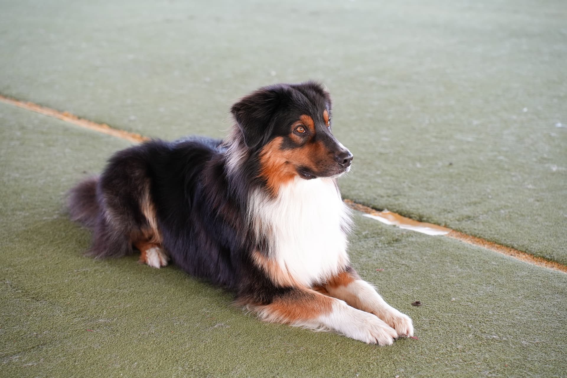 Tag des Hundes