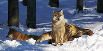 Wölfe im Nationalpark Bayerischer Wald