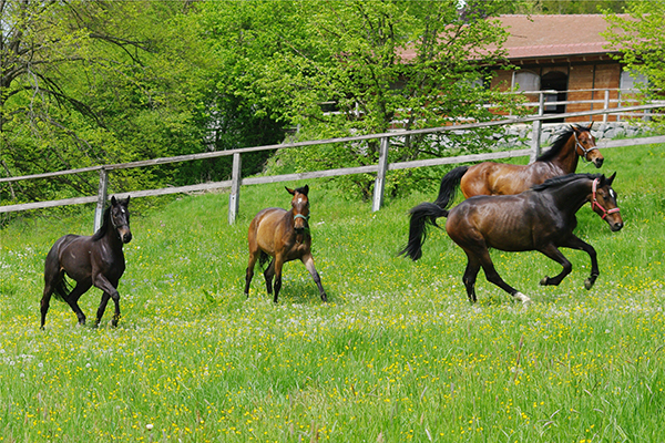rottalerweidezaunweb
