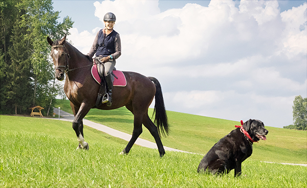 Angebote für Reiturlaub oder Urlaub mit Hund