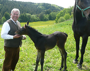 Karl Degenhart mit Rottaler Pferdefohlen