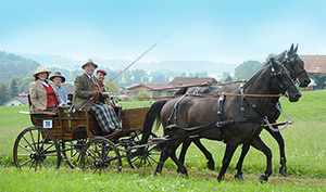 Rottaler Pferde bei einer Kutschfahrt