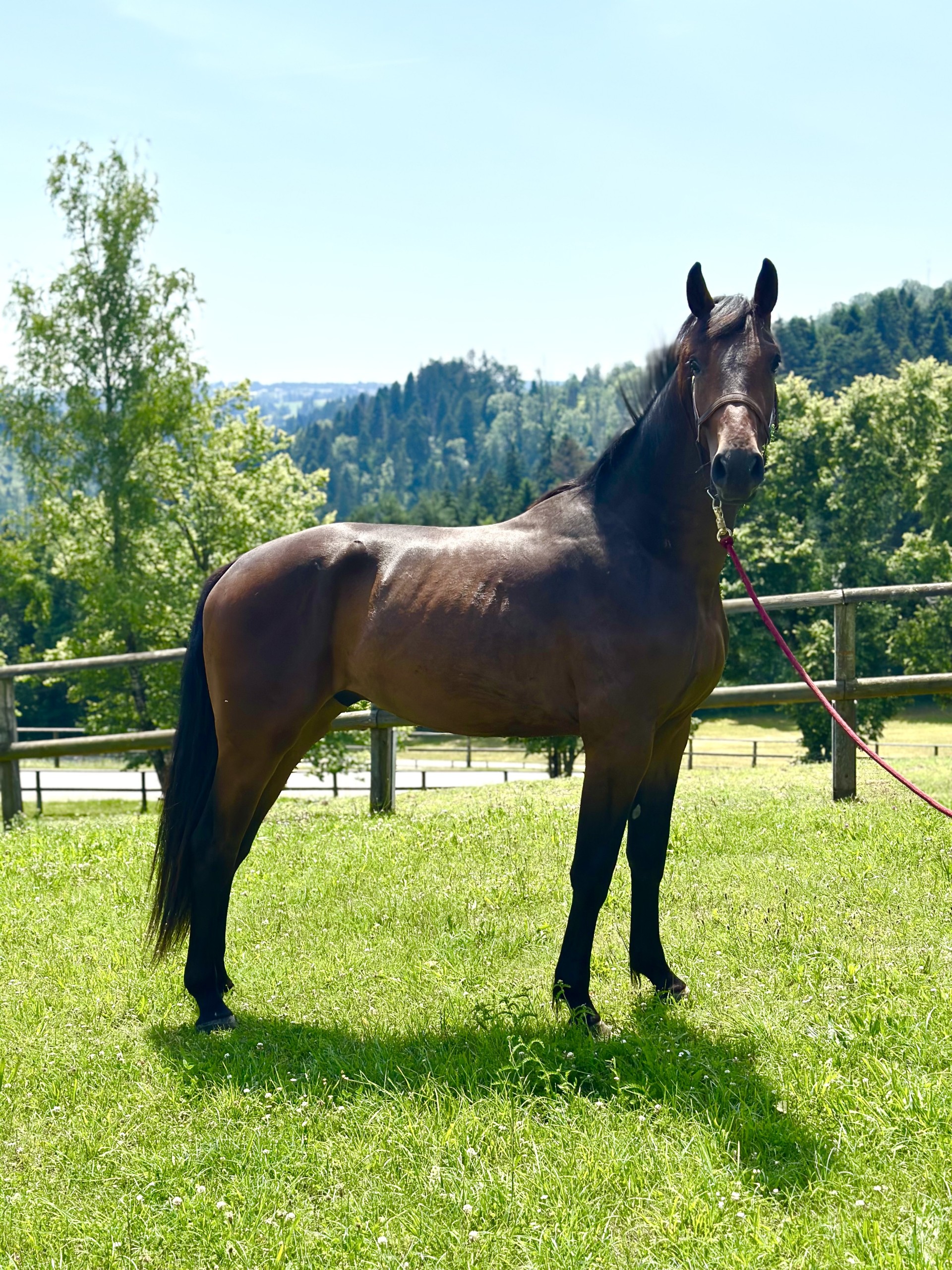 Earl von Gut Feuerschwendt